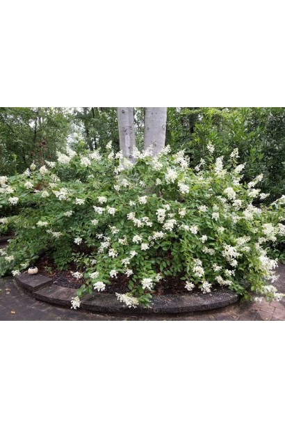 Бузок Флауерфеста Вайт у ланшафті